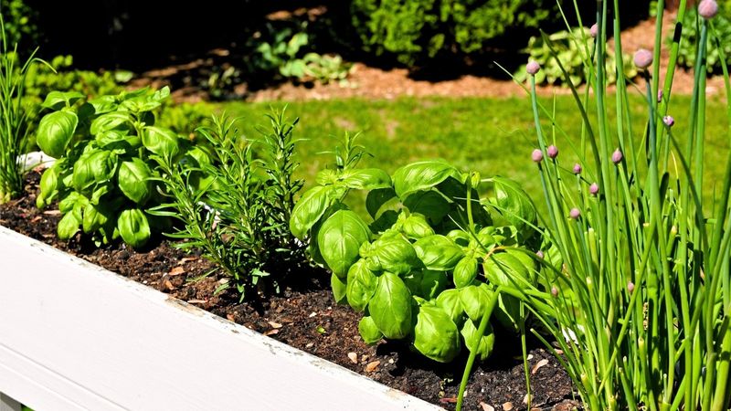 Choose Herbs That Thrive In Michigan Climate
