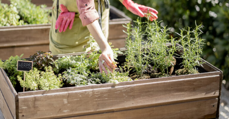 woman picking herbs