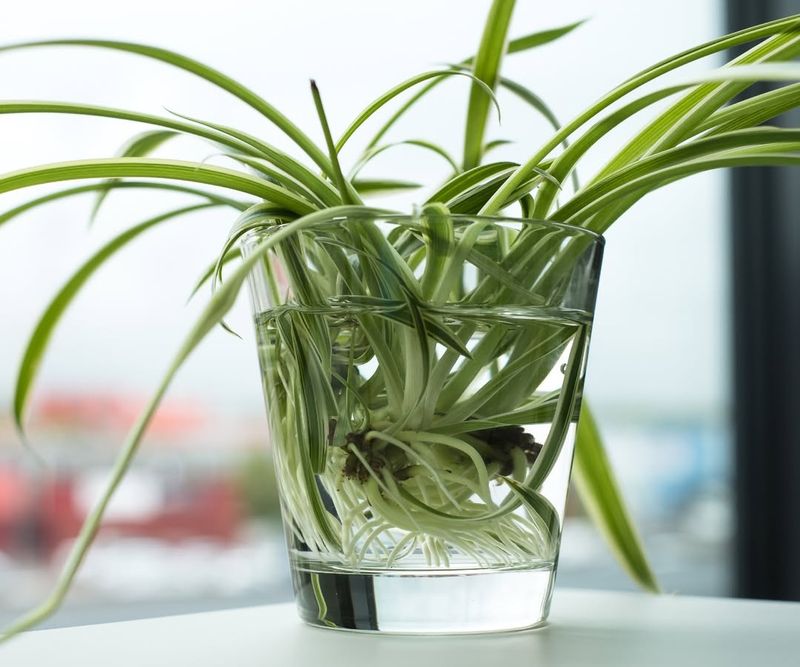 Spider Plant Produces Ready To Root Baby Plants
