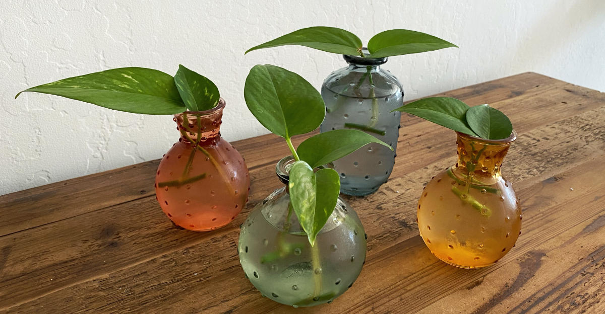 houseplant propagation