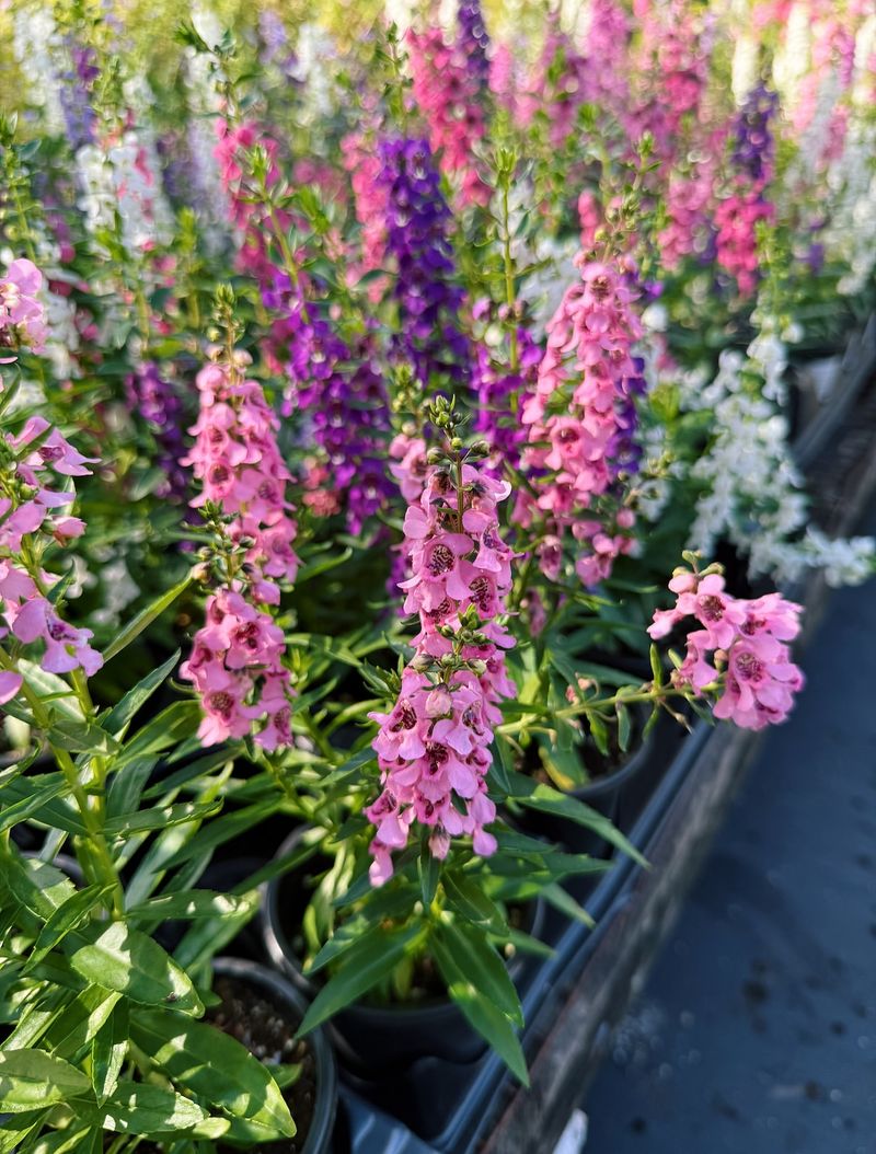 Angelonia (Summer Snapdragon)
