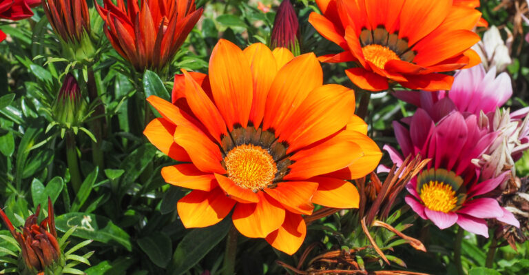 gazania