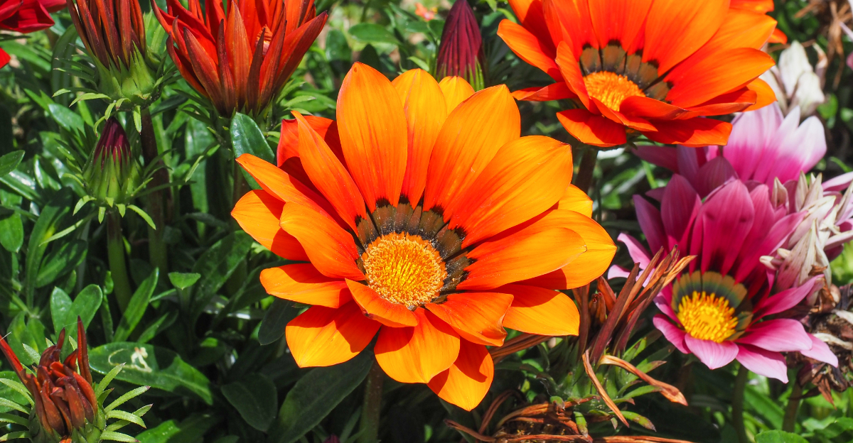 gazania