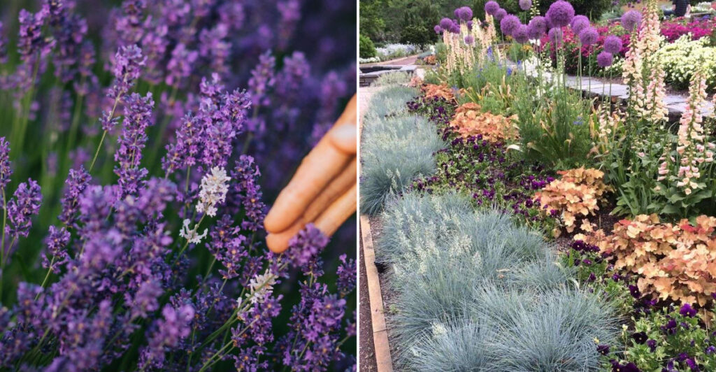 15 Slow Growing Plants Perfect For Low Maintenance Oregon Gardens