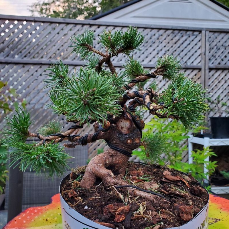 Dwarf Mugo Pine