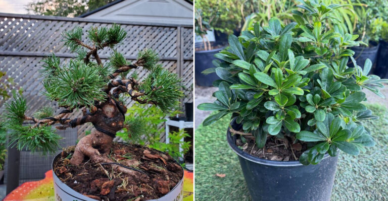 slow growing plants for california