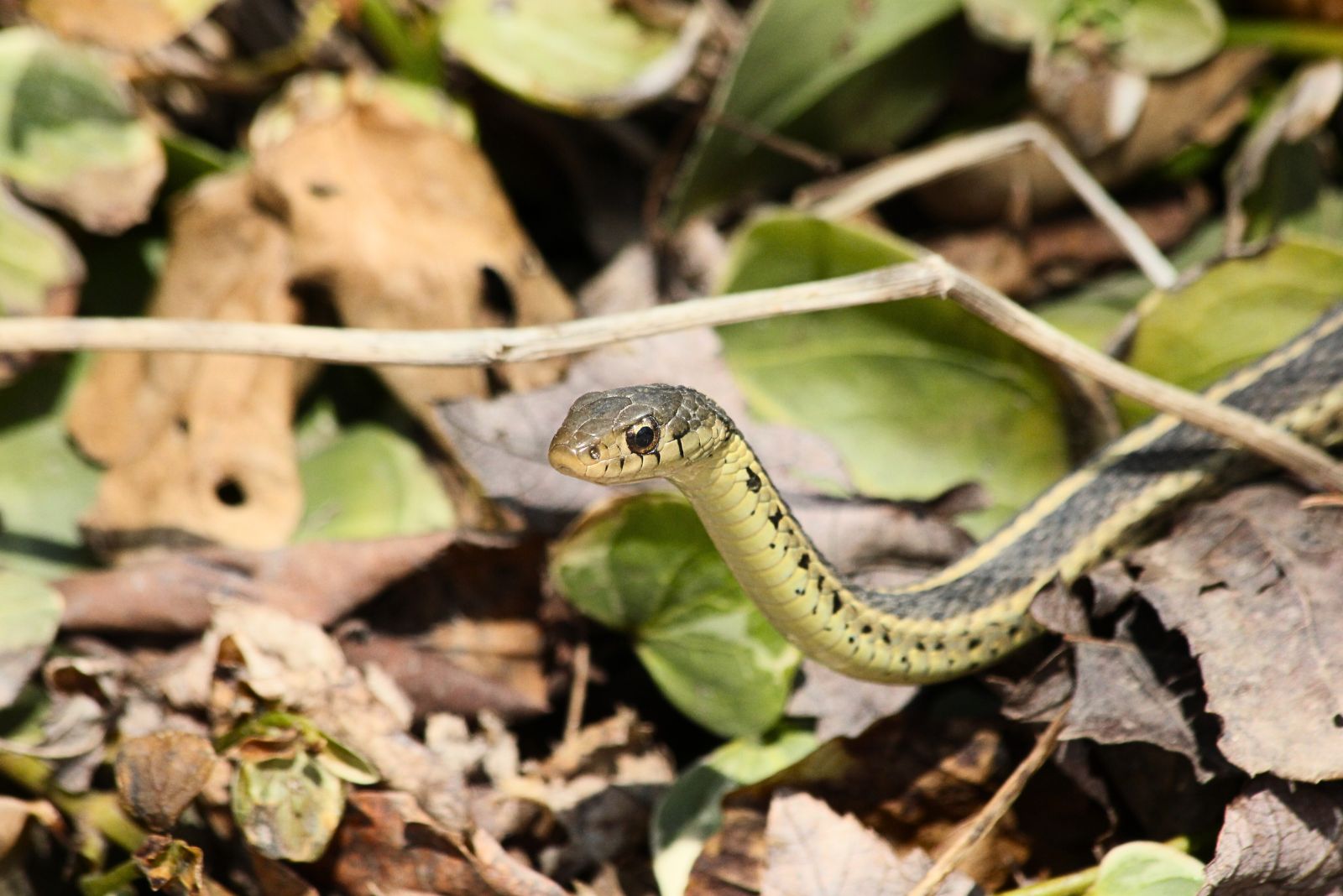 snake in leaves