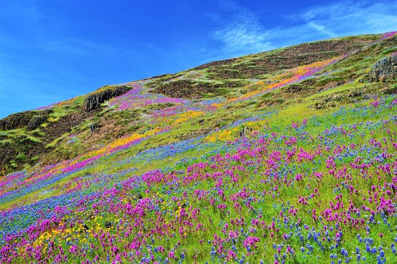 Winter Rainfall Raises Hopes For 2026 Superbloom