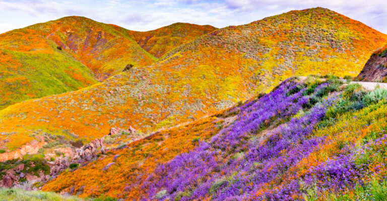 california superbloom