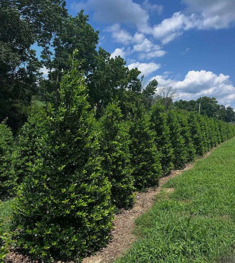 Nellie R. Stevens Holly Is Replacing Traditional Hedges Across Georgia
