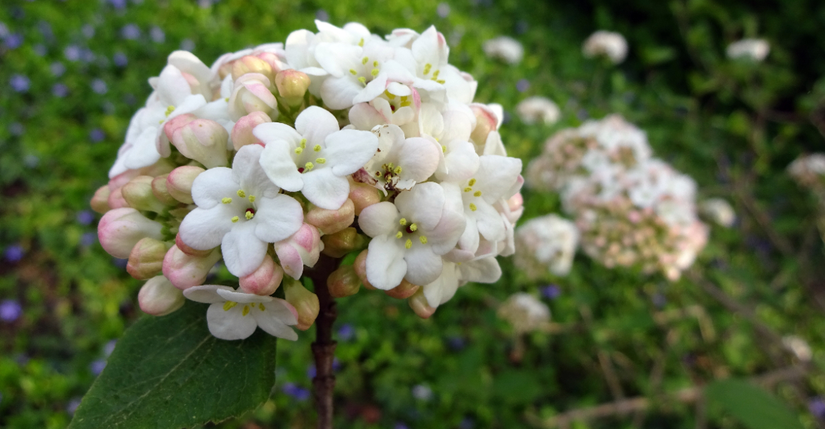 shrub (featured image)