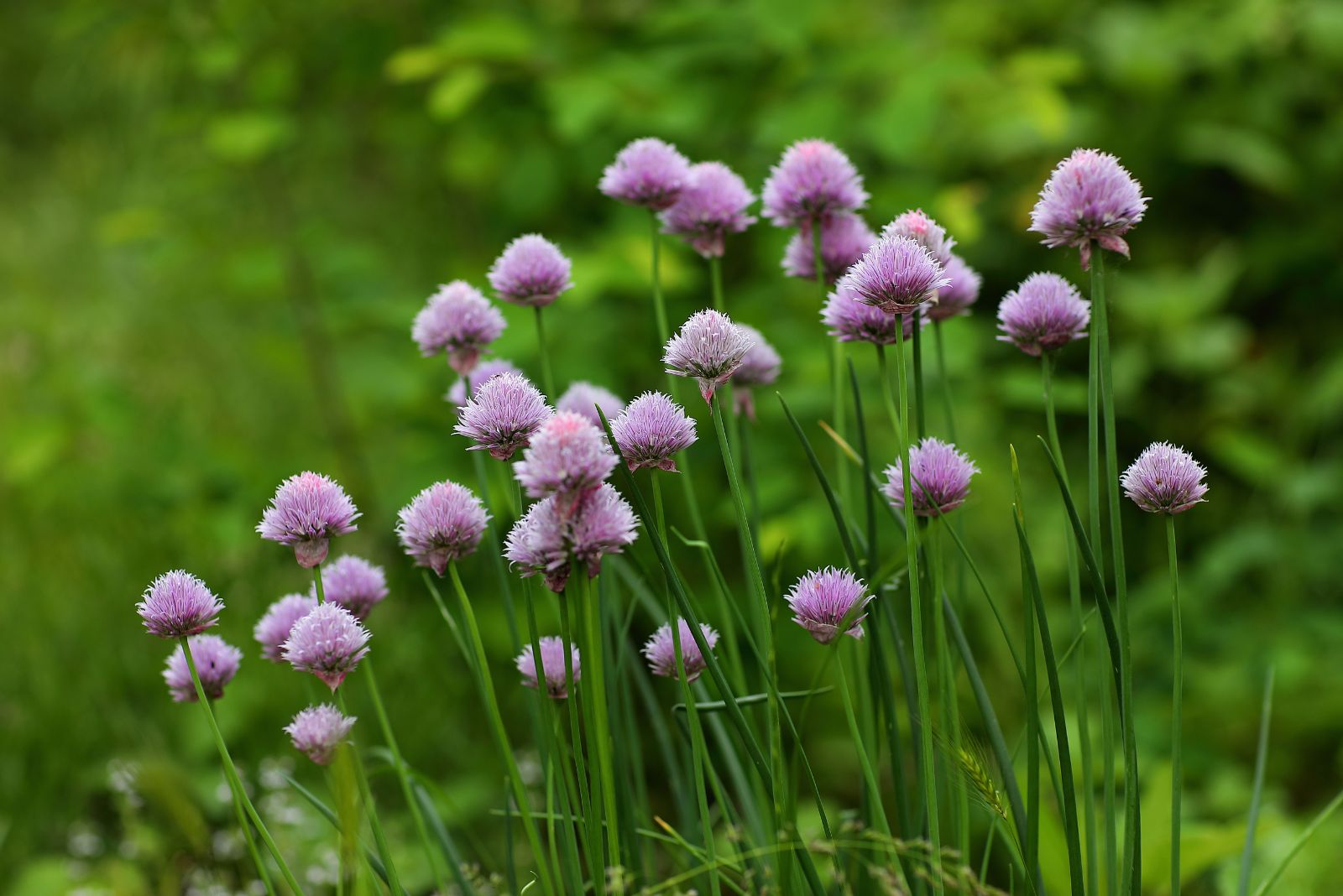 chives