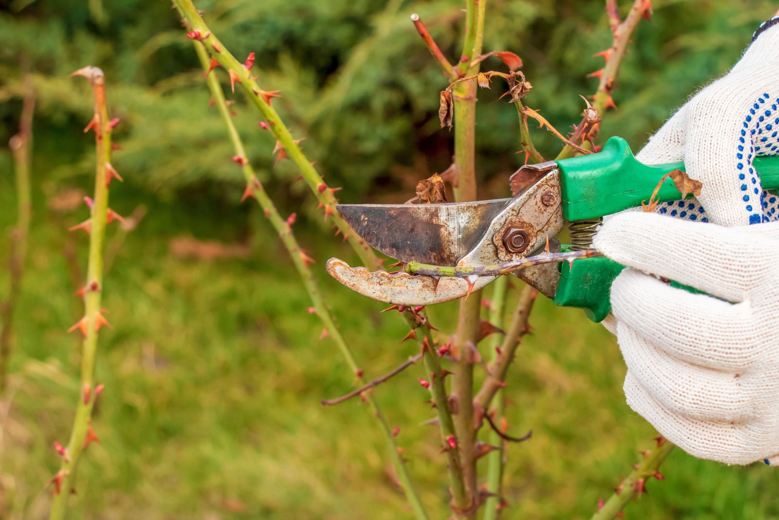 trimming rose bush