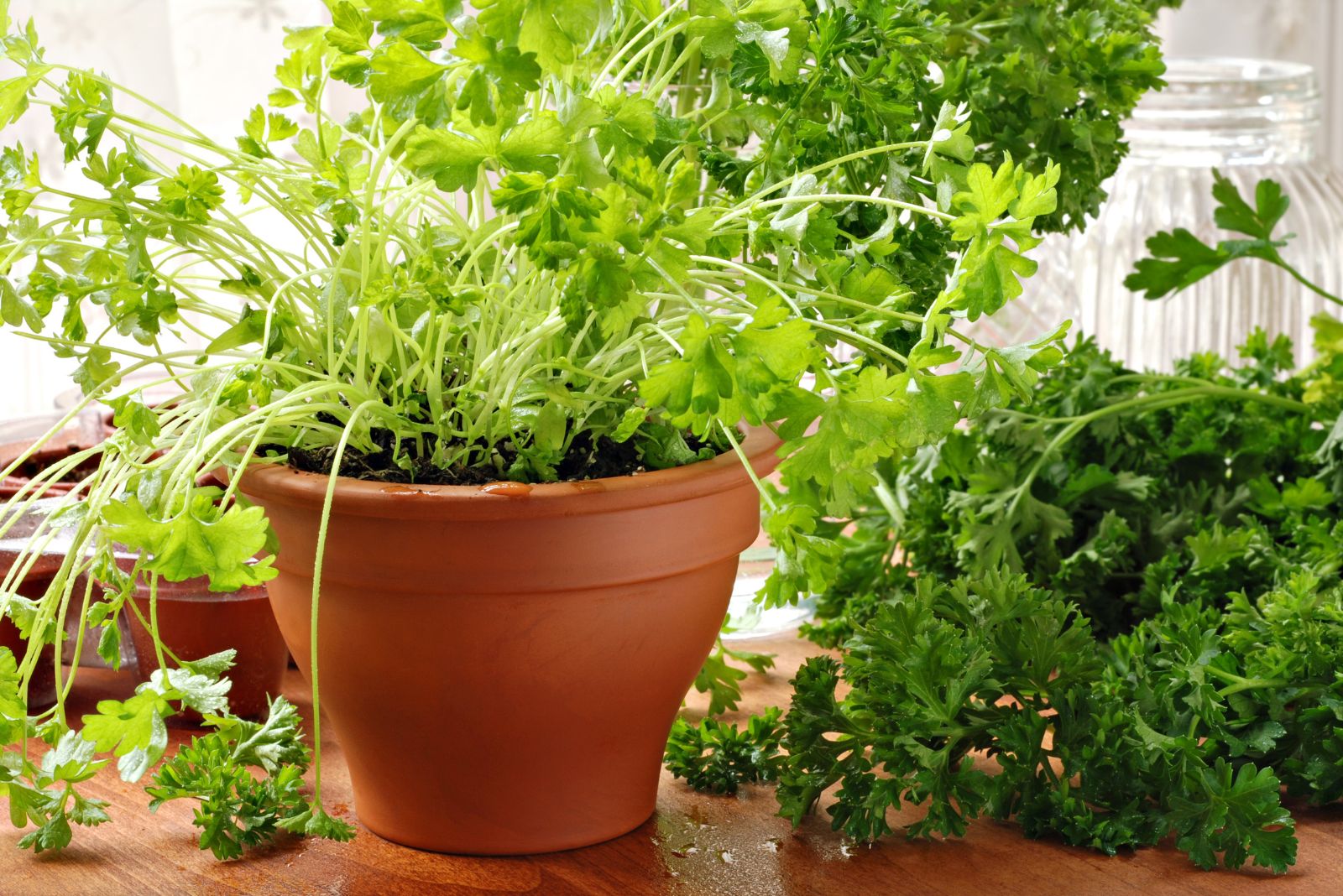 herb in terra cotta pot