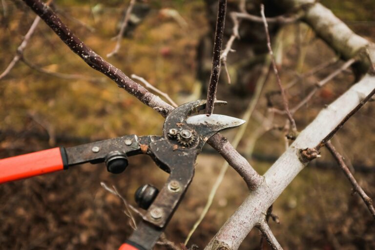 winter tree pruning