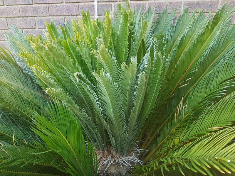 Sago Palm (Cycas Revoluta)
