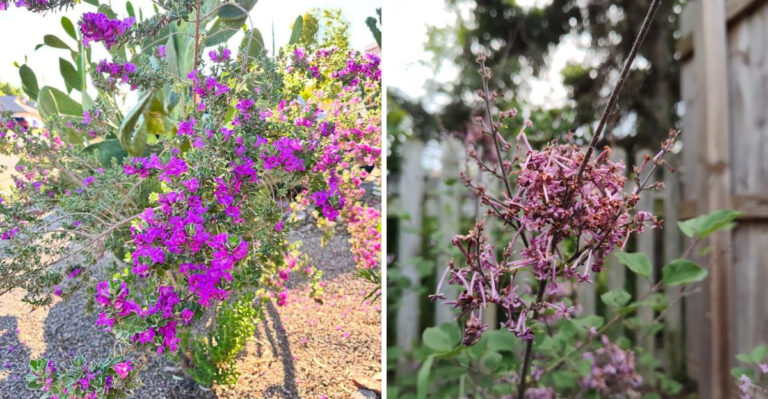 5 Desert-Tough Shrubs For Arizona Landscapes And 4 To Skip