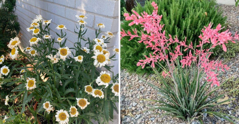 5 Popular Perennials That Cause Trouble In Arizona Gardens (And What To Grow Instead)