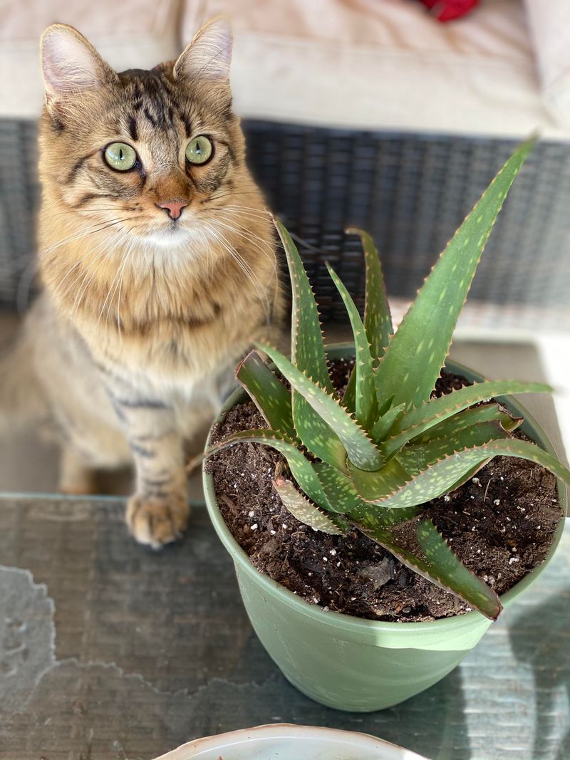 Aloe Vera Is Soothing For Skin But Risky For Whiskers