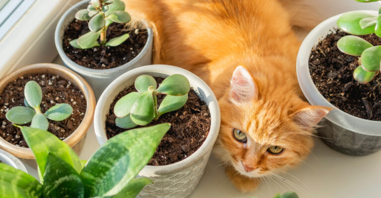 5 Toxic Succulents California Cat Owners Should Avoid And 4 They Can Grow Safely