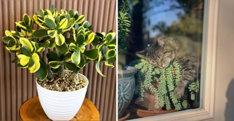5 Toxic Succulents For Cats And 4 Safe Alternatives In Arizona