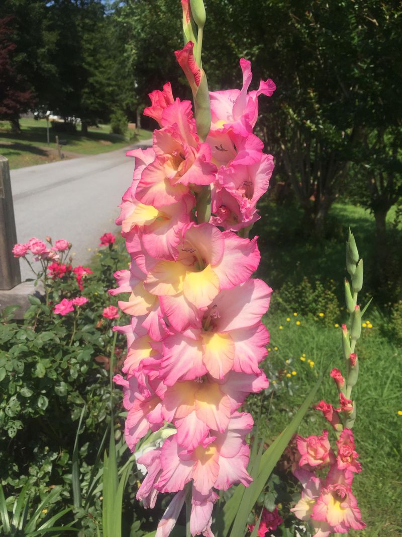 Give Them All The Sunshine