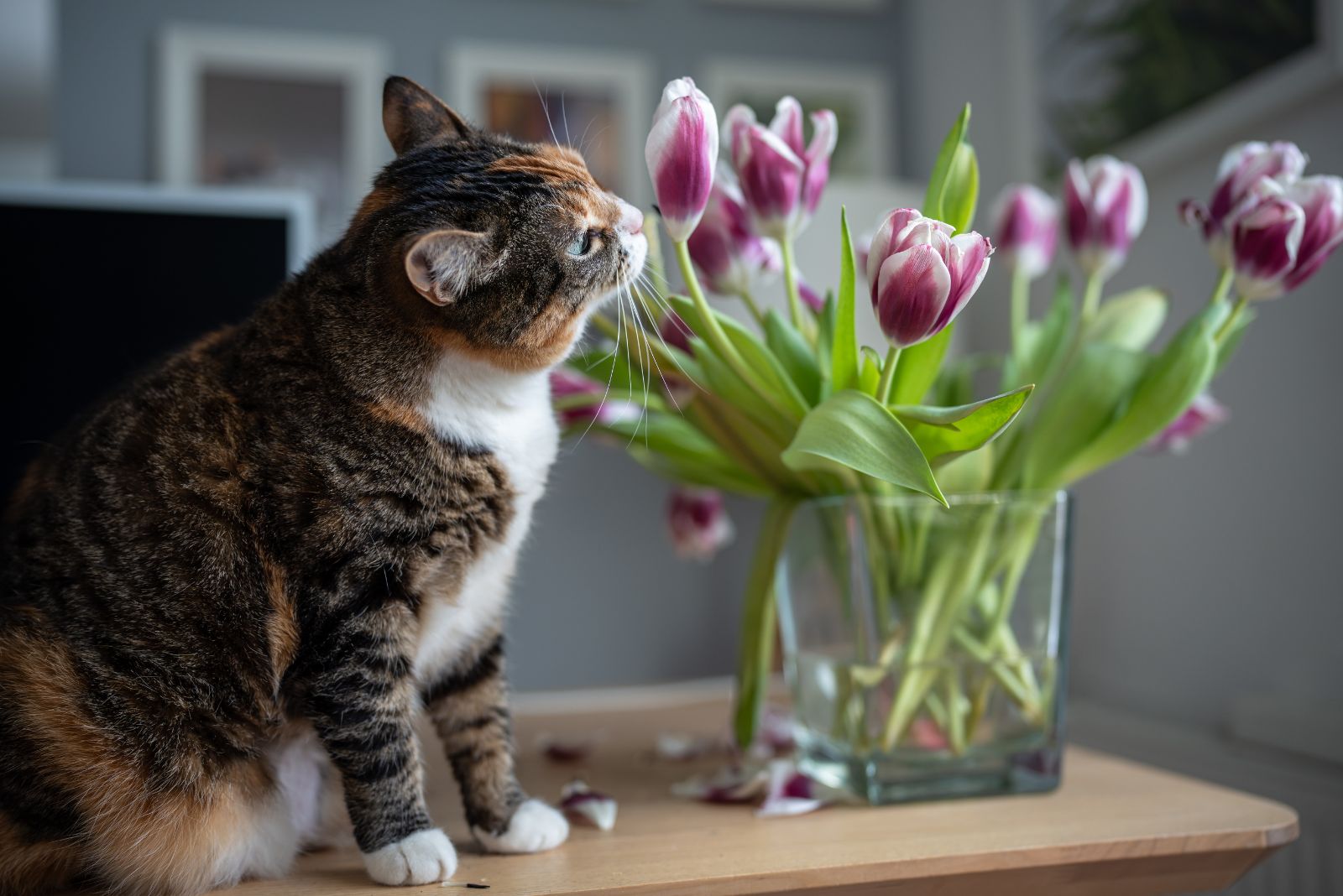 cat and tulips
