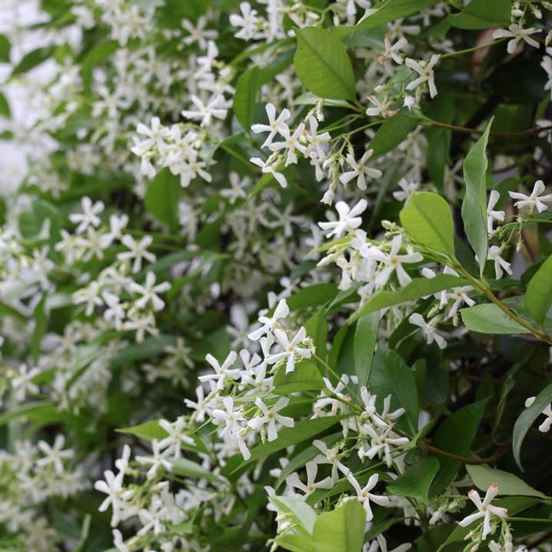 Star Jasmine Fills The Air With Sweet Fragrance