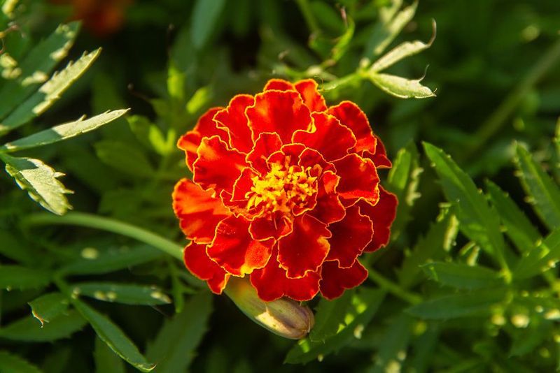 Marigolds Bring Cheerful Color With Minimal Fuss