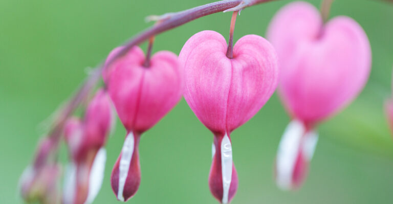 6 Eye-Catching Heart-Shaped Plants Oregon Gardeners Will Love