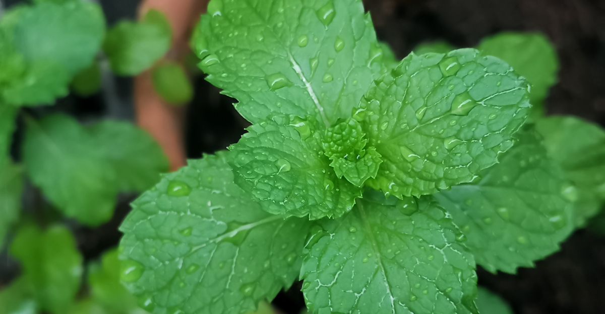 mint in rain