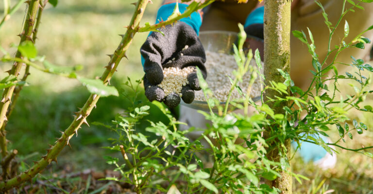 roses (featured image)