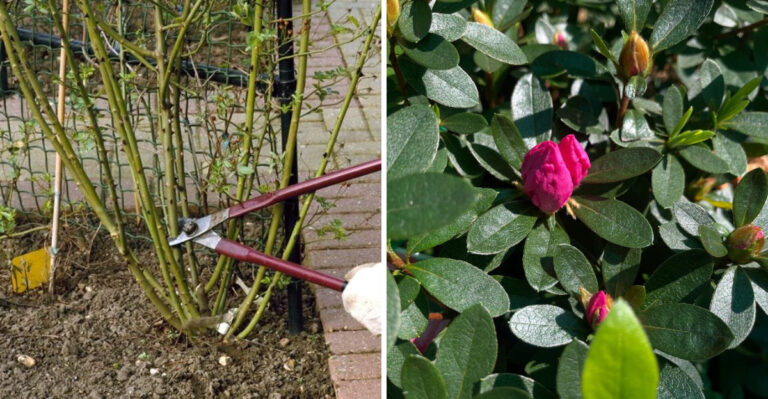 6 Plants You Can Safely Prune In Georgia In Early March And What To Skip