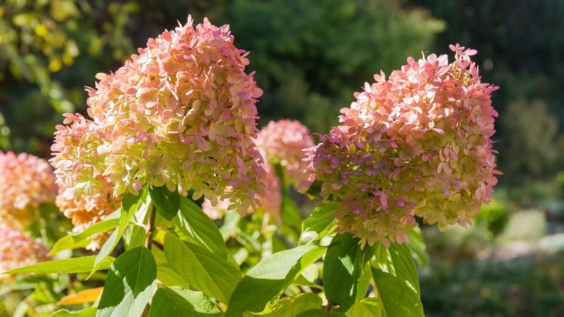 Hydrangeas That Bloom On New Wood Benefit From A Fresh Start