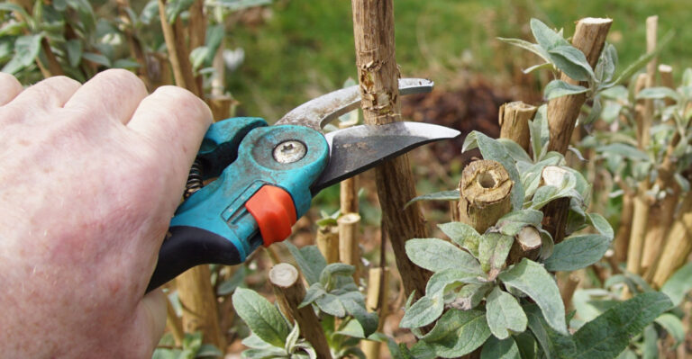 prune butterfly bush