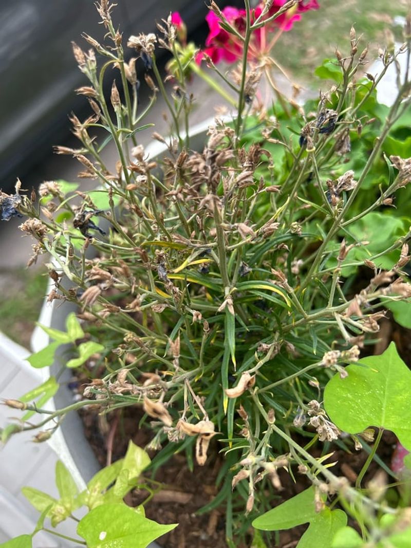 Delphinium Fades Fast In Southern Heat