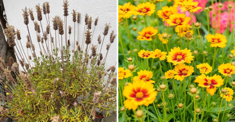 6 Popular Perennials That Cause Problems In Georgia Gardens (And What To Grow Instead)