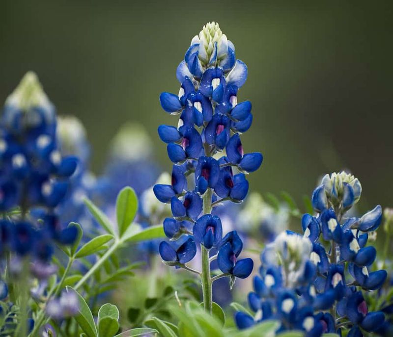 Texas Bluebonnet (Lupinus Texensis)