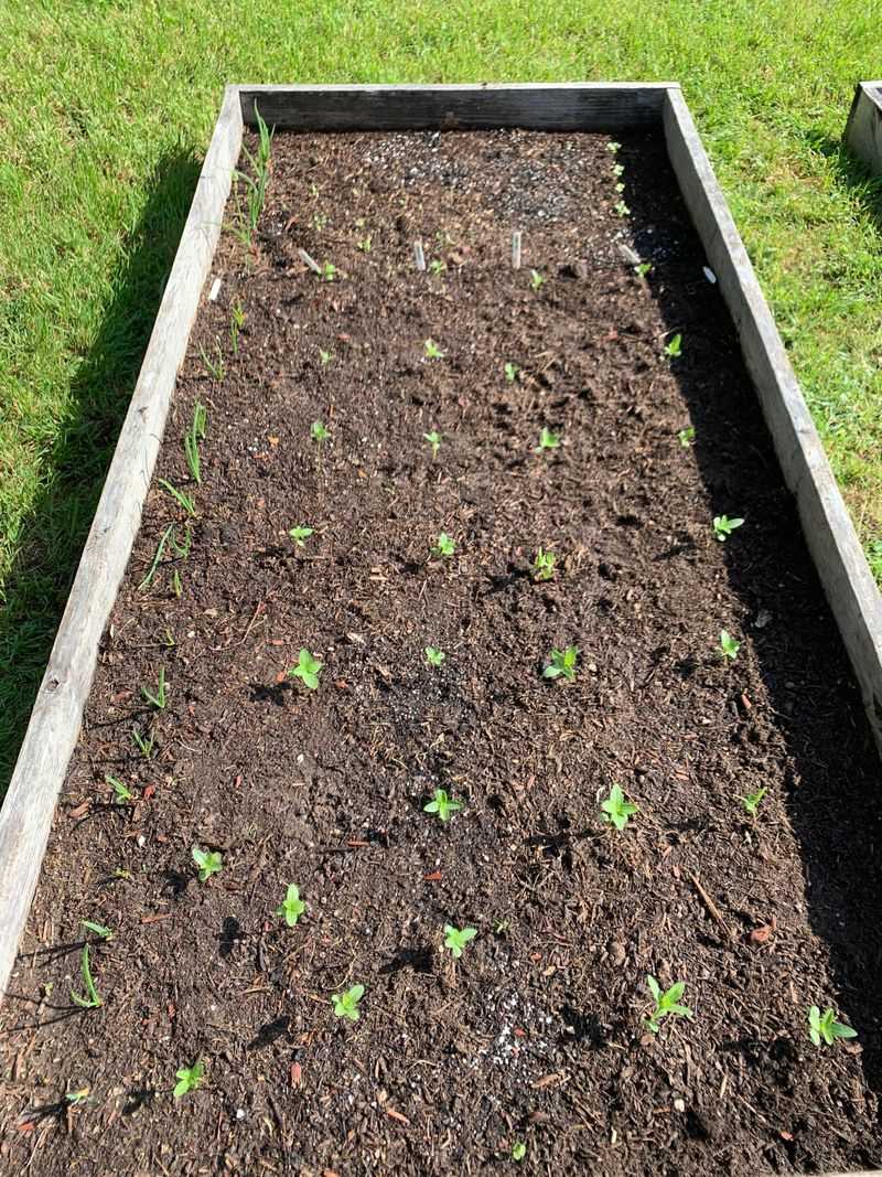 Planting Too Early In Cool Soil