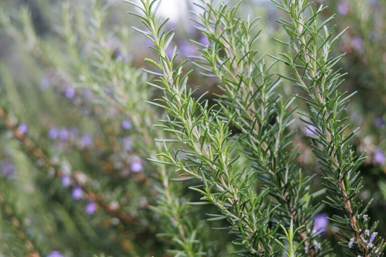rosemary