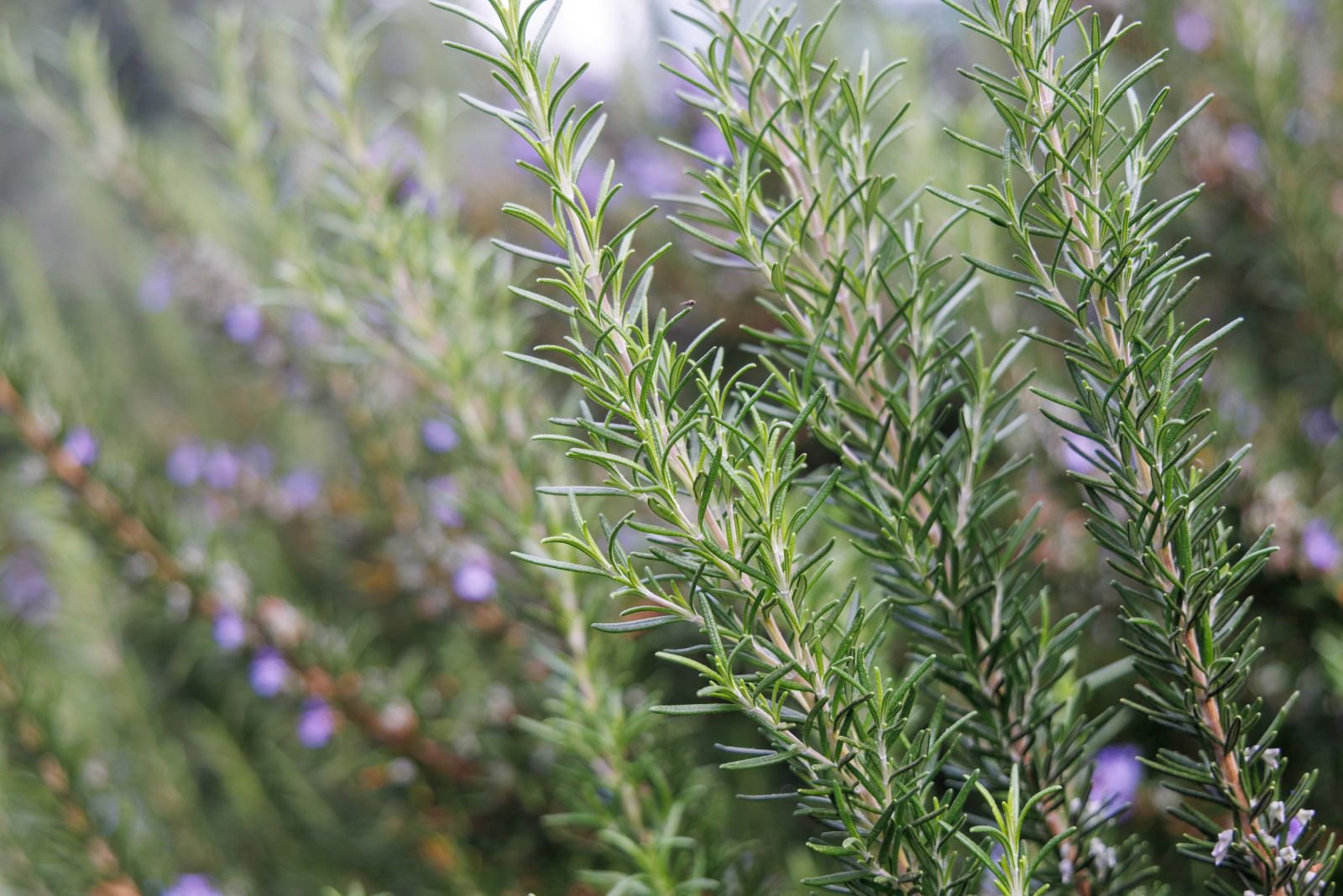 rosemary