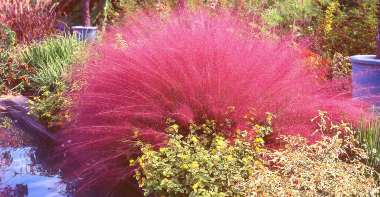 7 “It” Plants Every Florida Gardener Is Choosing For A No-Fuss Yard In 2026