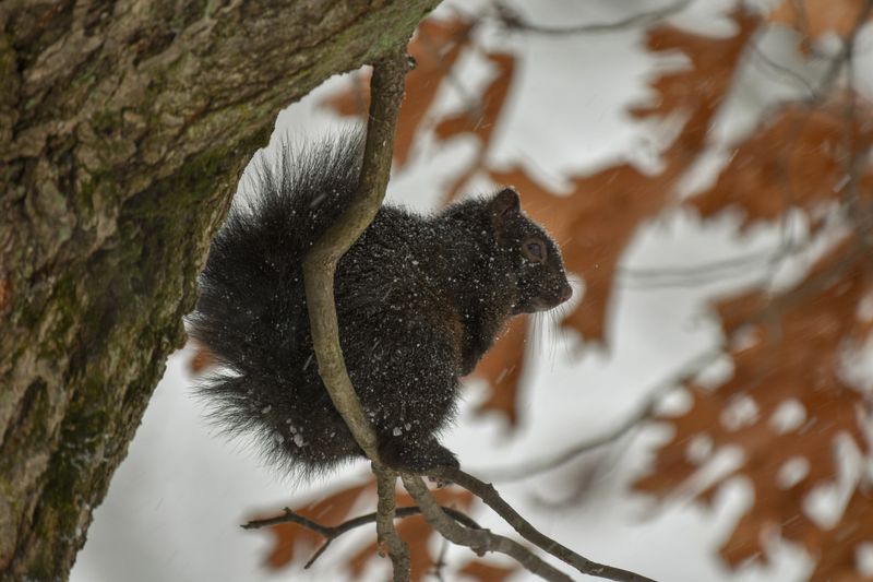 Eastern Gray Squirrels Stay Active Even Across Snow Covered Yards