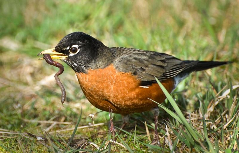 American Robins Return In March And Signal Early Spring