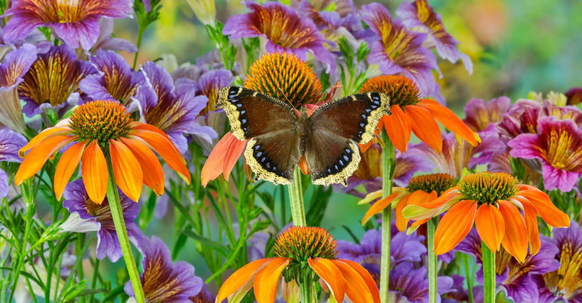 butterfly on flowers