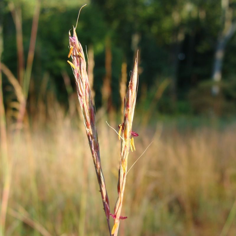 Little Bluestem Provides Soft Fibers For Nest Building