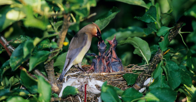 Cedar Waxwing (Bombycilla cedrorum) feeding nestlings