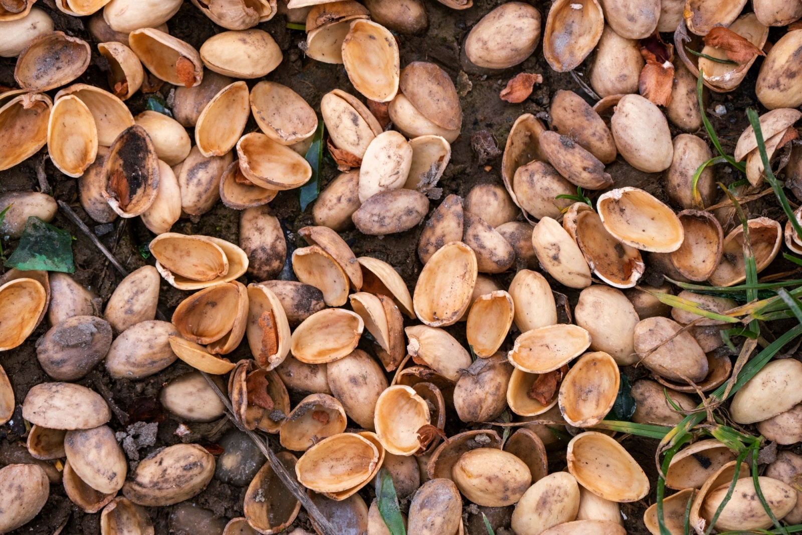 pictachio shells in garden