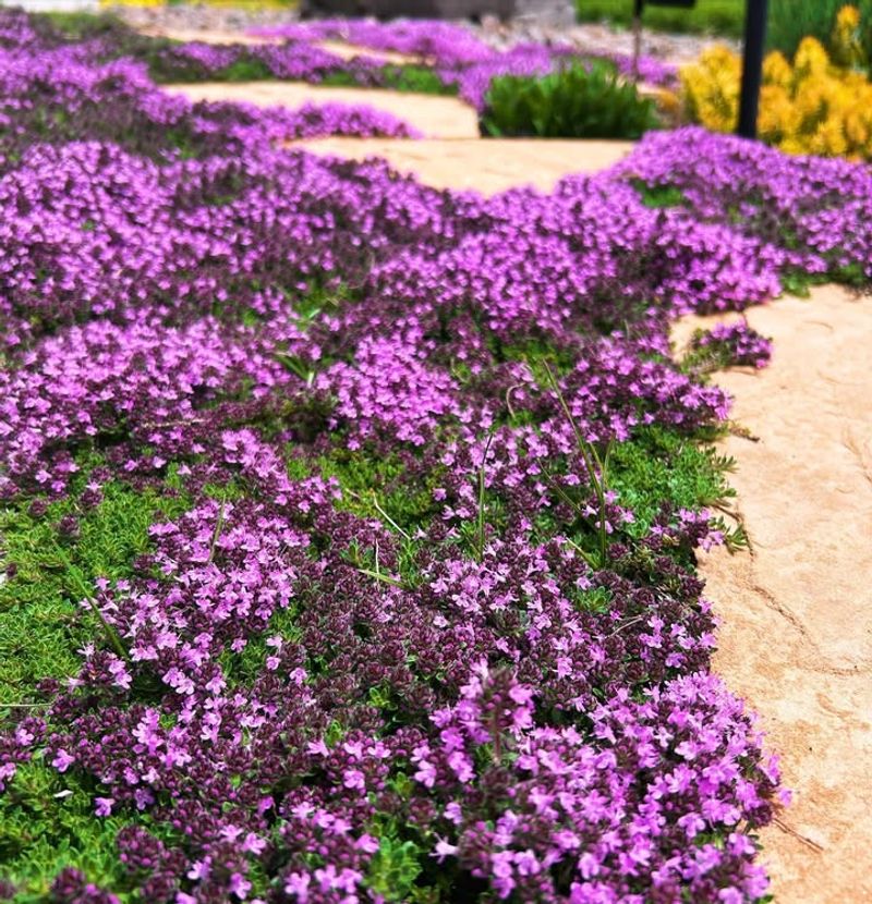 Creeping Thyme 