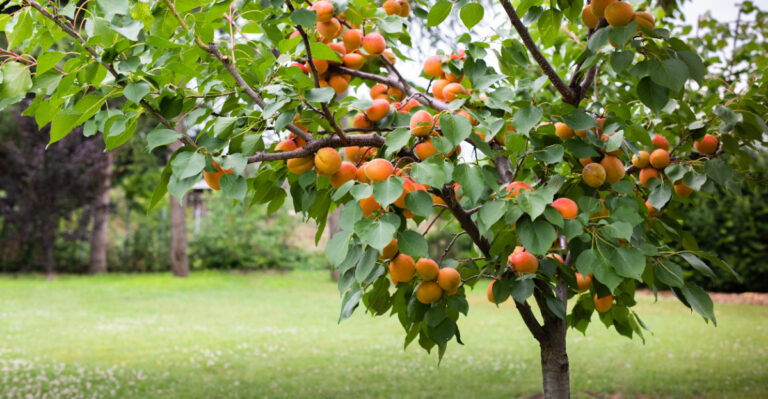 apricot tree